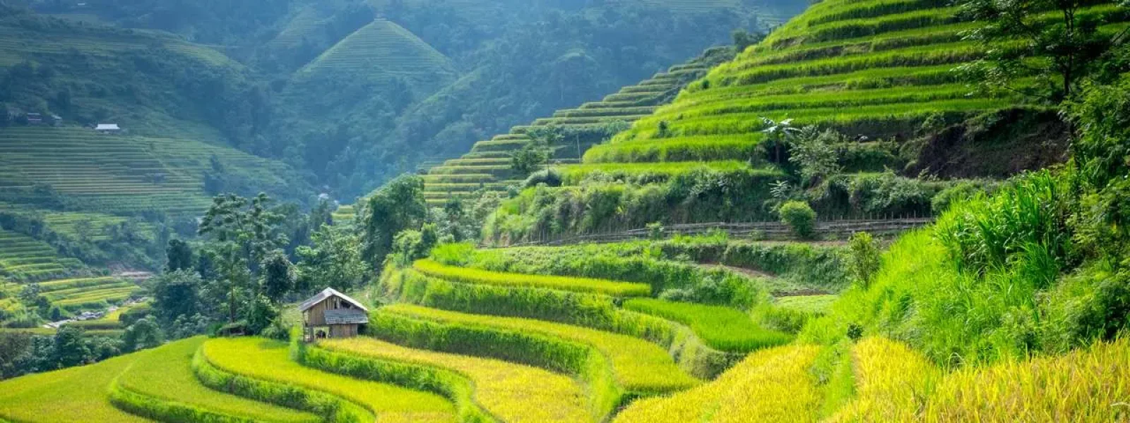Sapa