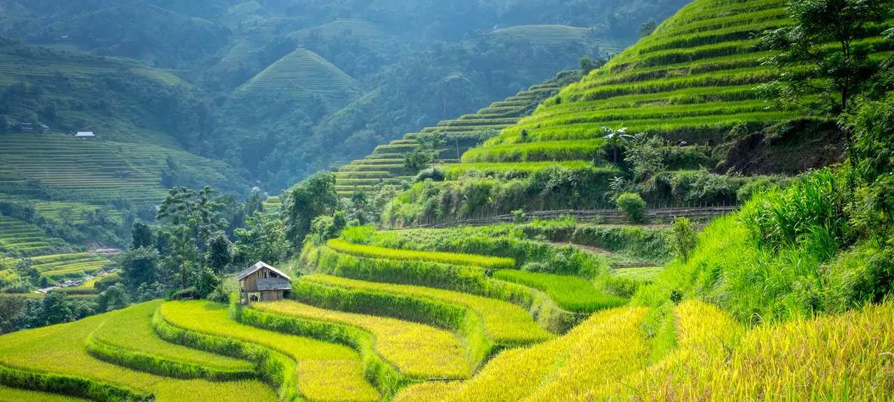 Sapa